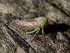 Macropsis cf. graminea Macropsis cf. graminea