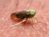 Macropsis cf. graminea