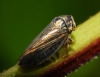 Macropsis scotti