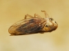 Macropsis scotti