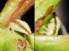 Macropsis sp.