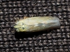 Macrosteles sp.