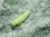 Micantulina (Mulsantina) stigmatipennis