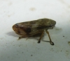 Neophilaenus campestris Neophilaenus campestris