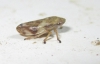 Neophilaenus campestris Neophilaenus campestris
