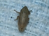 Neophilaenus cf. lineatus