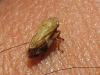 Neophilaenus sp. Neophilaenus sp.