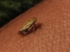 Neophilaenus sp. Neophilaenus sp.