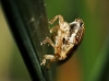 Neophilaenus sp. Neophilaenus sp.