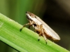 Neophilaenus sp. Neophilaenus sp.