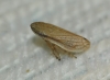 Neophilaenus sp. Neophilaenus sp.