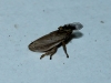 Neophilaenus sp. Neophilaenus sp.