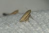 Neophilaenus sp. Neophilaenus sp.