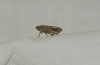 Neophilaenus sp. Neophilaenus sp.