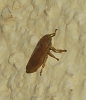 Neophilaenus sp. Neophilaenus sp.