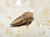 Paralimnini 2d3