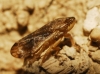 Philaenus cf. spumarius