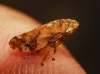 Philaenus cf. spumarius