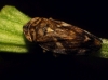Philaenus cf. spumarius