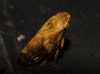Philaenus cf. spumarius