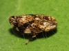 Philaenus cf. spumarius