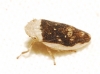 Philaenus cf. spumarius