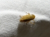 Philaenus cf. spumarius
