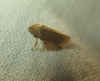 Philaenus cf. spumarius