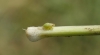 Philaenus sp. Philaenus sp.