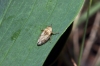 Philaenus sp. Philaenus sp.