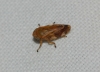 Philaenus sp. Philaenus sp.