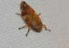 Philaenus sp. Philaenus sp.