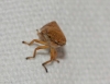 Philaenus sp. Philaenus sp.