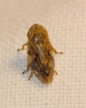 Philaenus sp. Philaenus sp.