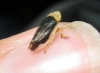 Philaenus sp. Philaenus sp.