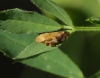 Philaenus sp. Philaenus sp.
