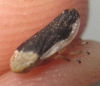 Philaenus sp. Philaenus sp.