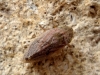 Philaenus sp. Philaenus sp.