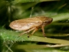 Philaenus sp. Philaenus sp.