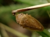 Philaenus sp. Philaenus sp.
