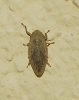 Philaenus sp. Philaenus sp.