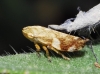 Philaenus sp. Philaenus sp.