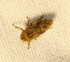 Philaenus sp. Philaenus sp.