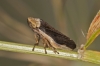 Philaenus sp. Philaenus sp.
