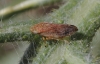 Philaenus sp. Philaenus sp.