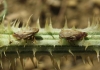 Philaenus sp. Philaenus sp.