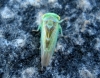 Populicerus cf. confusus