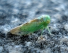 Populicerus cf. confusus Populicerus cf. confusus