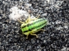Populicerus sp.