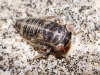 Populicerus sp.